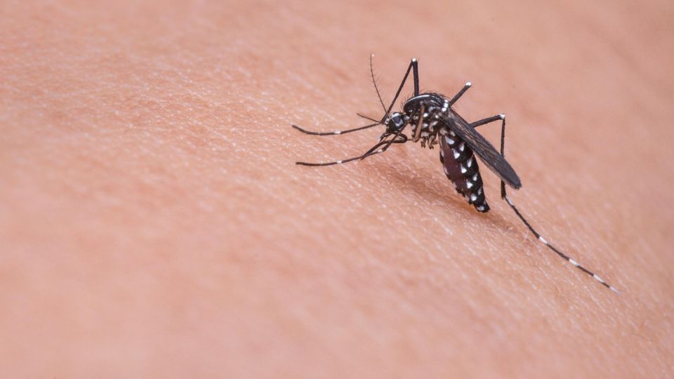 Your Essential Guide to the Yellow Fever Certificate When Travelling Abroad