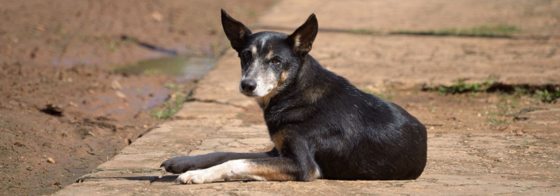 getting-rabies-from-dog