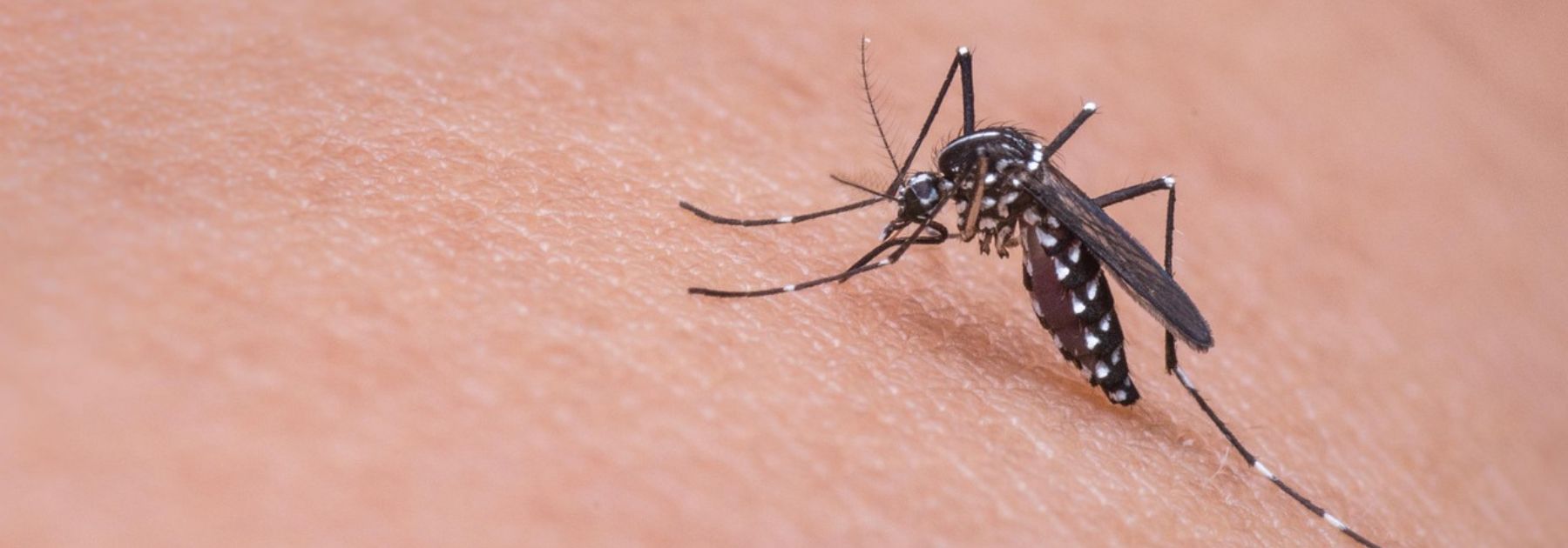 mosquito on skin